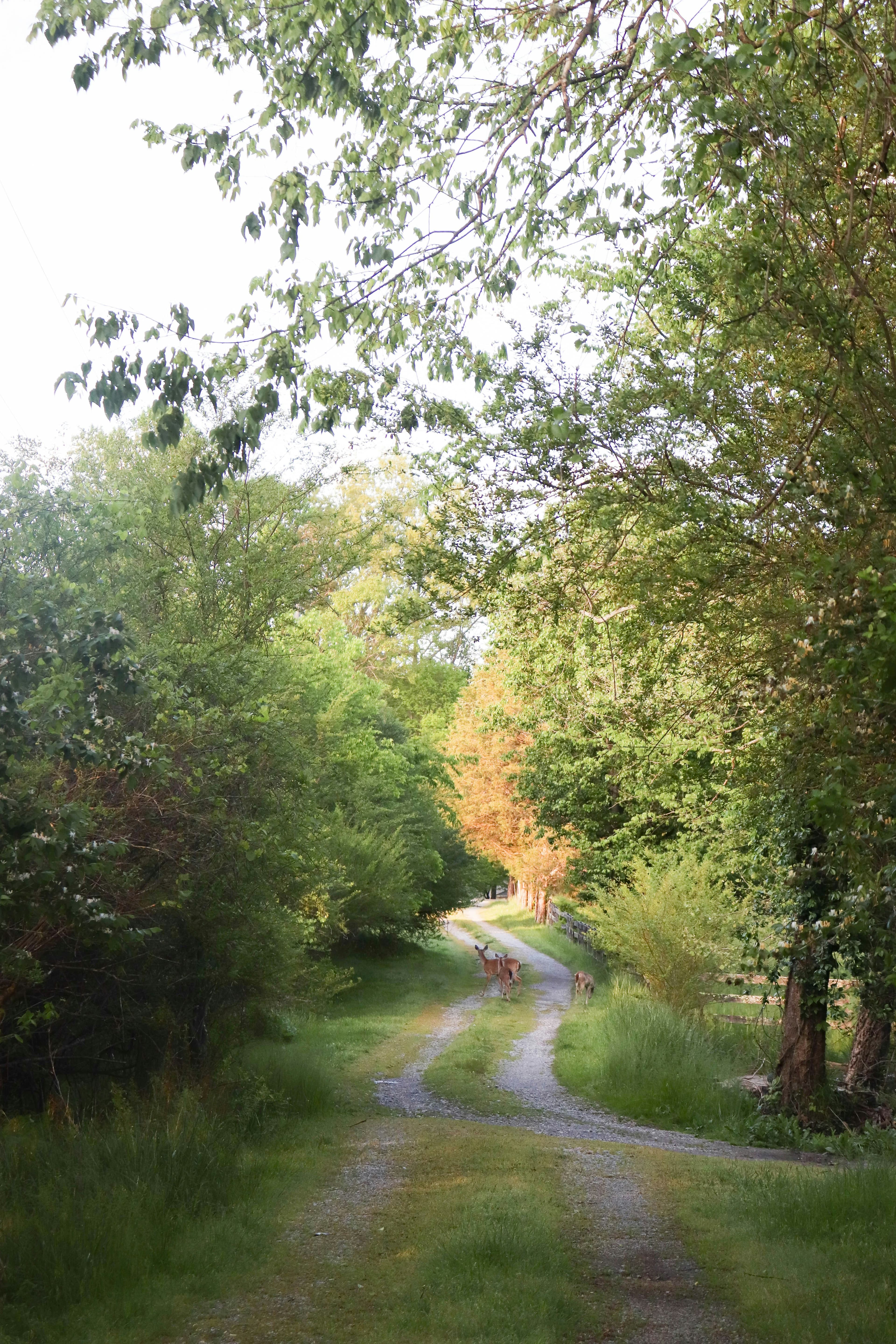 A gravel path running through a forest