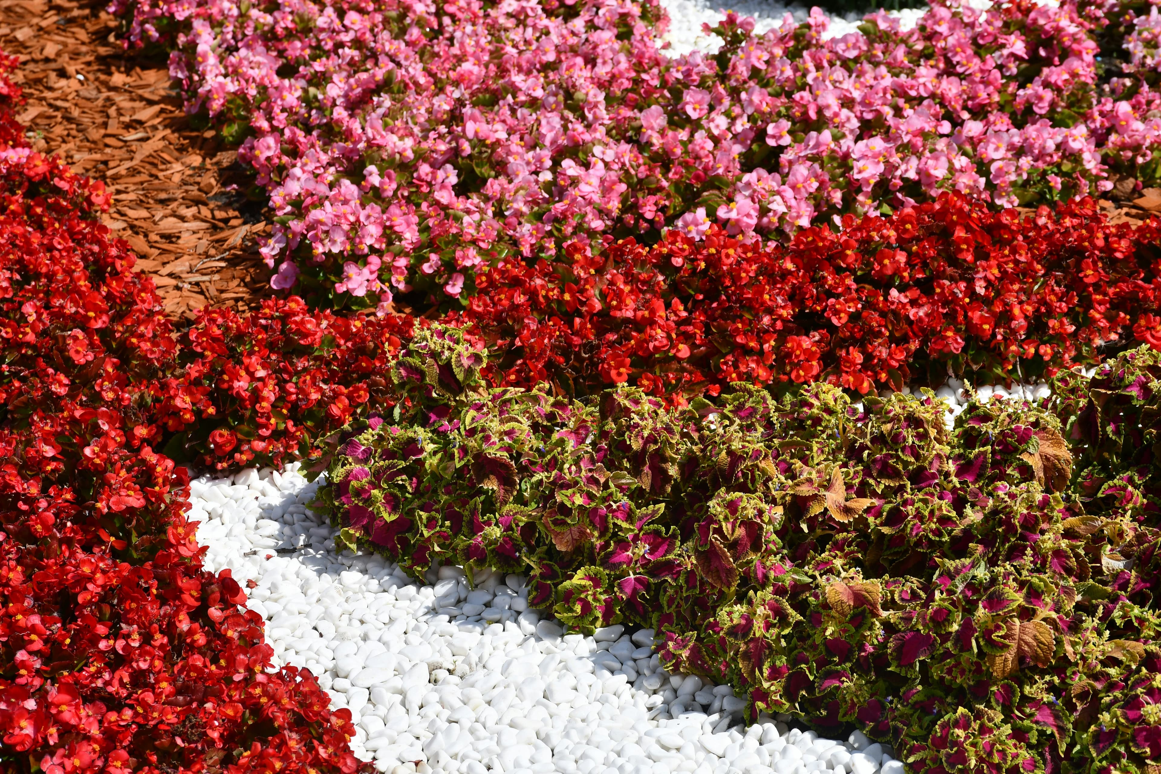 Colorful flowerbed with red, pink and green foliage
