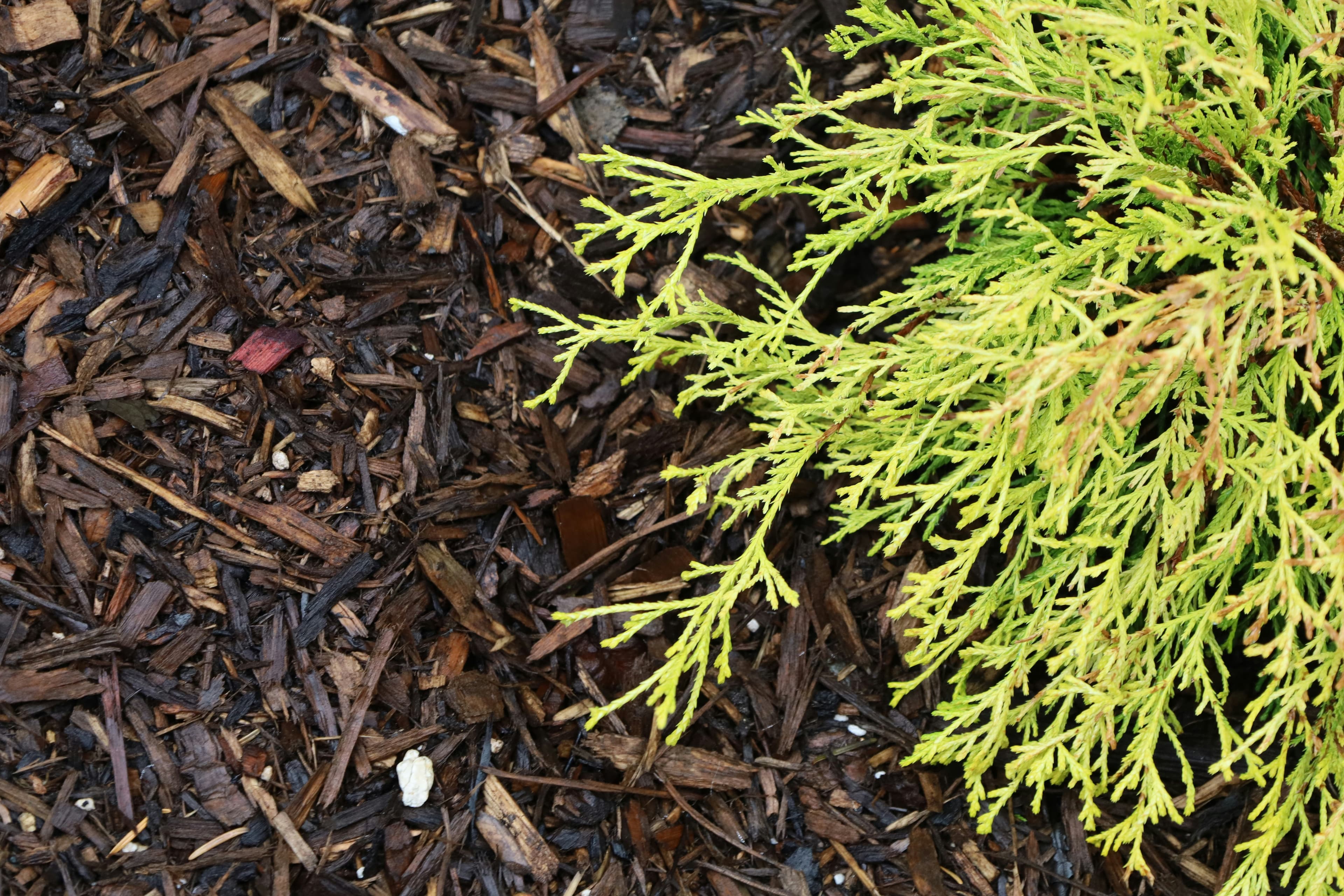 A bright green seedling growing in dark soil and mulch